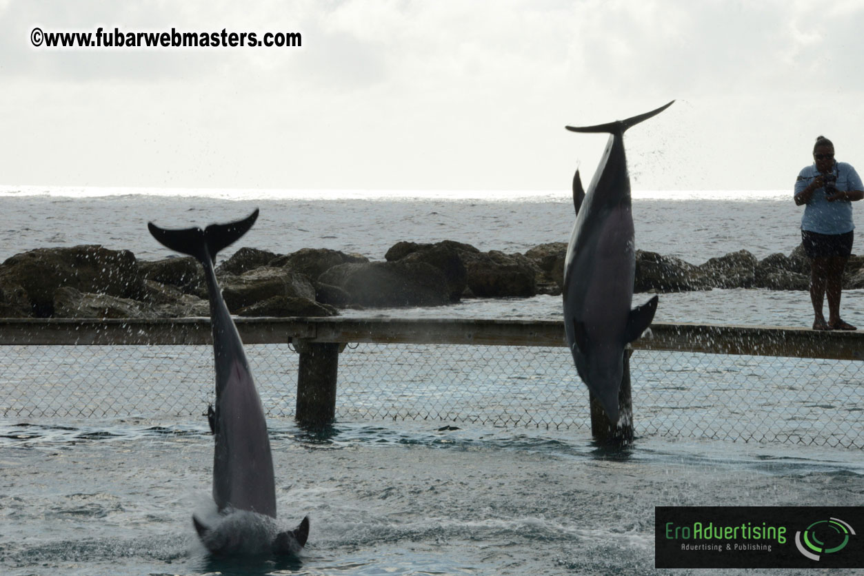 WireCard Dolphin Swim