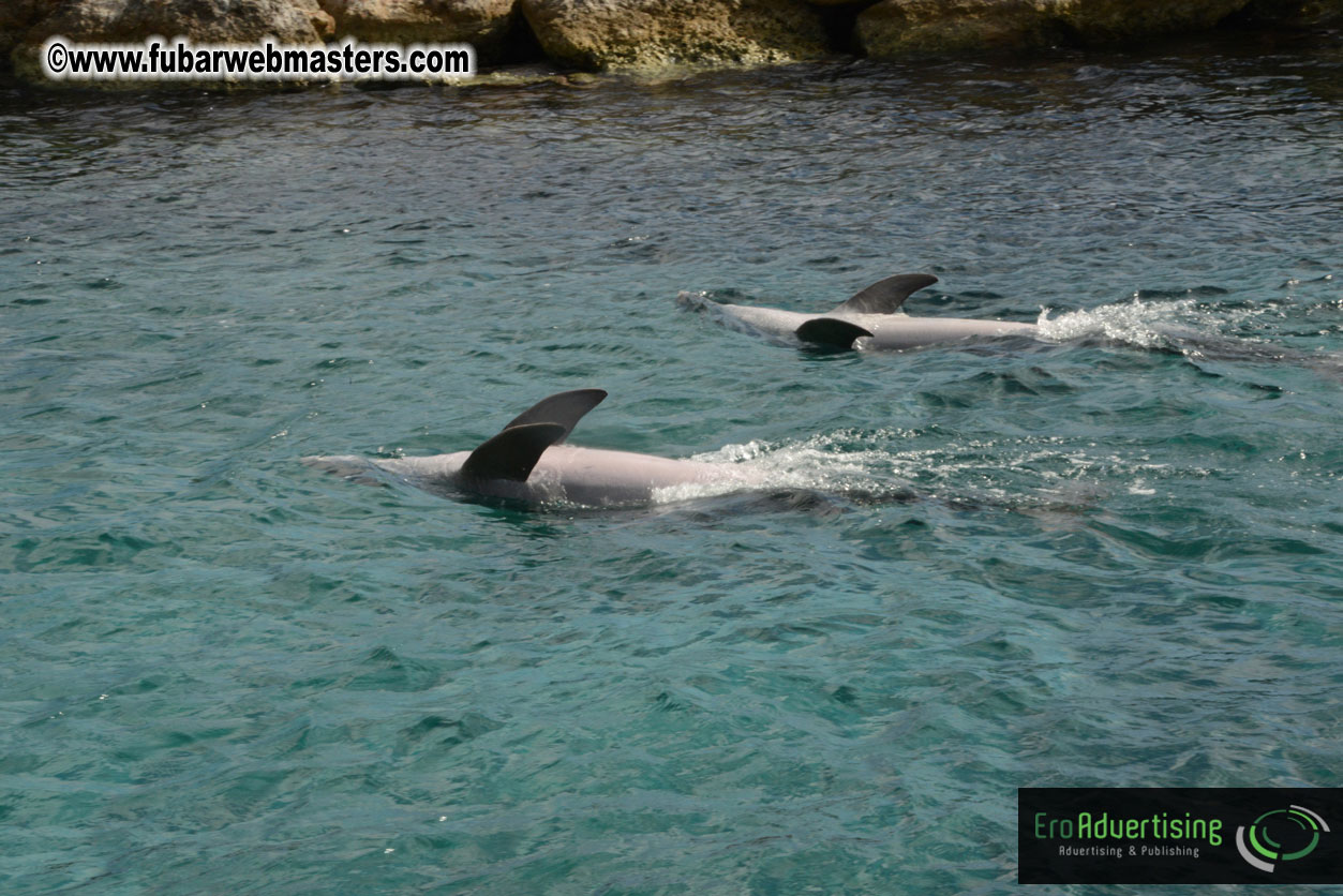 WireCard Dolphin Swim