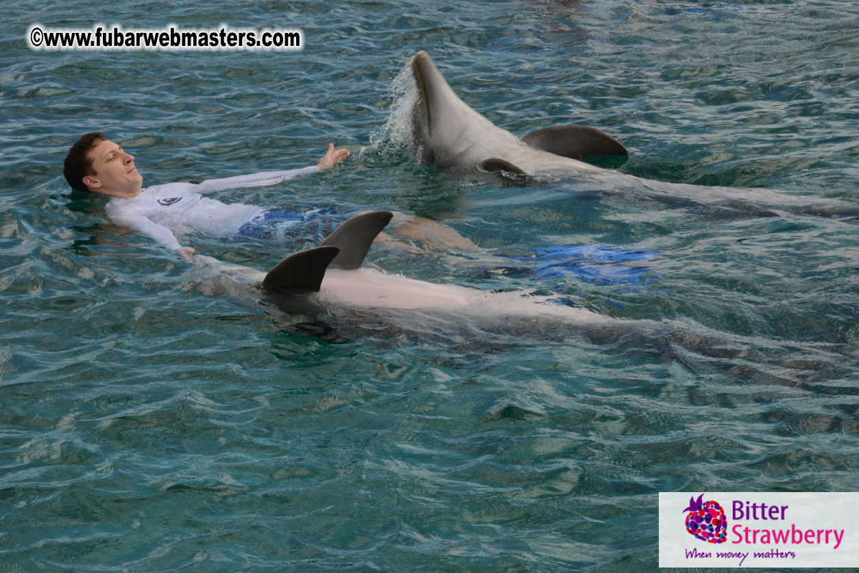 WireCard Dolphin Swim