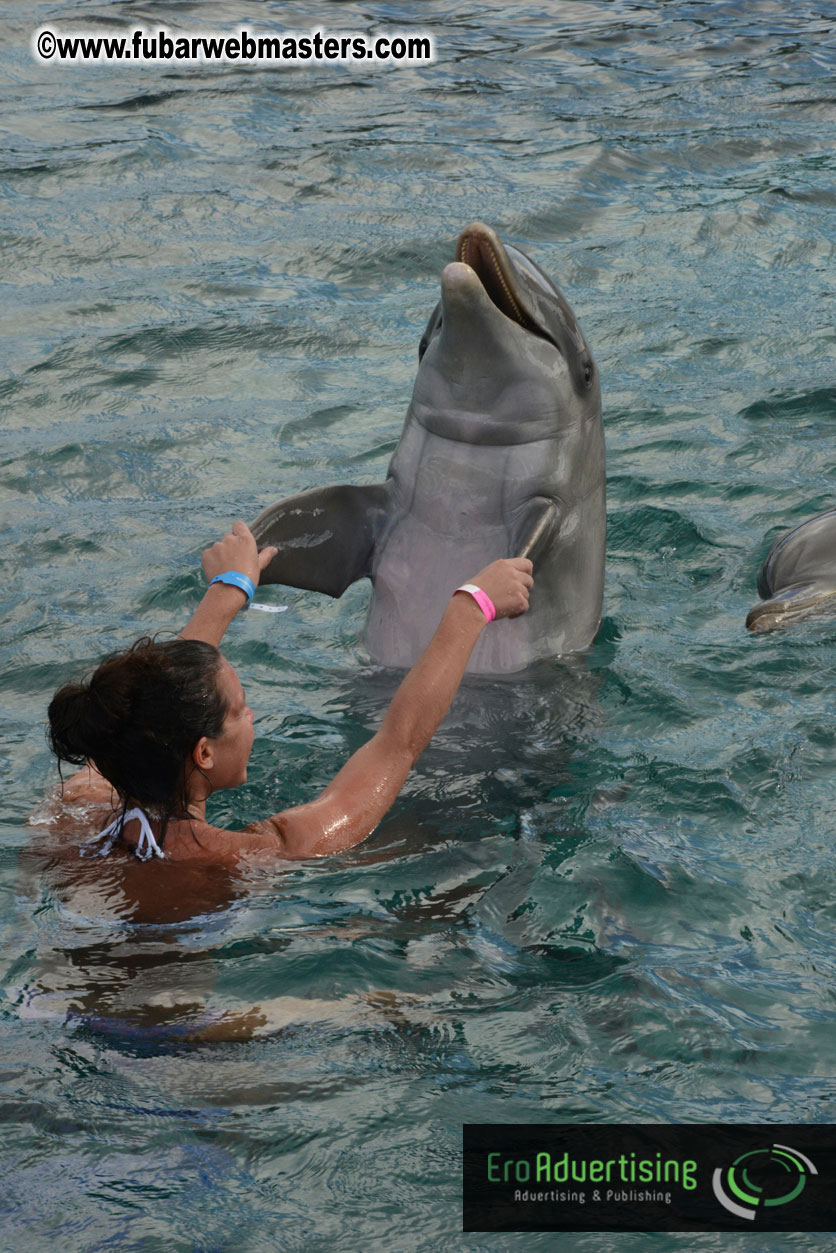 WireCard Dolphin Swim