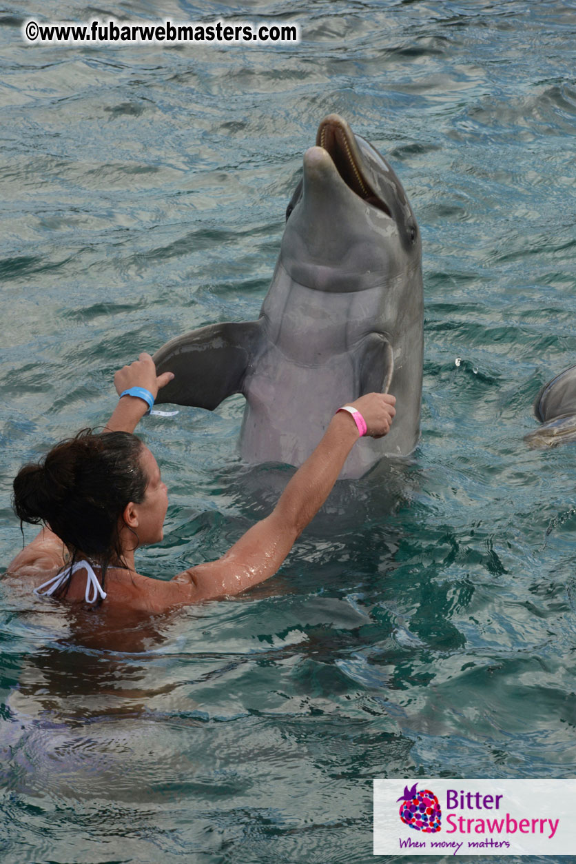 WireCard Dolphin Swim