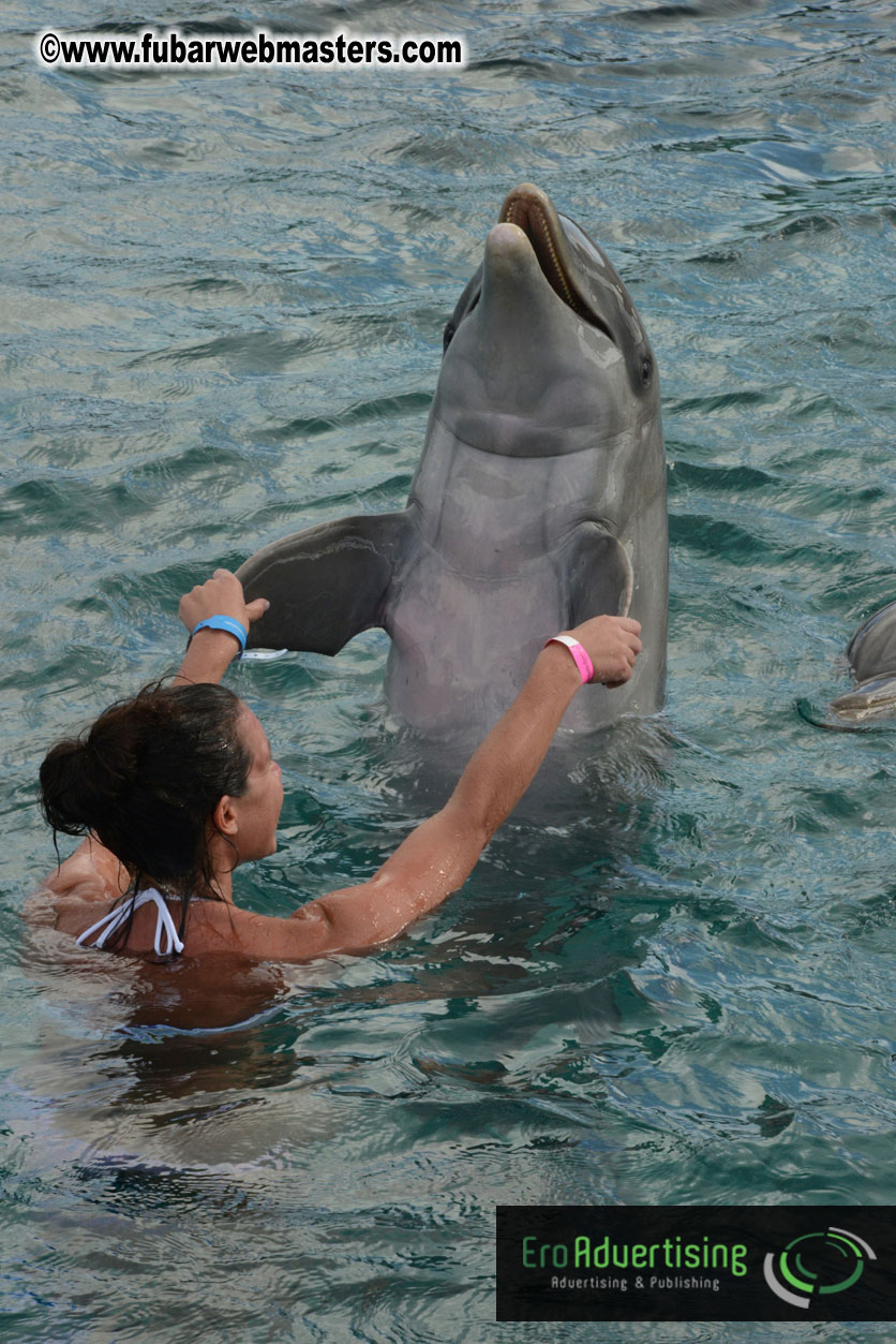 WireCard Dolphin Swim