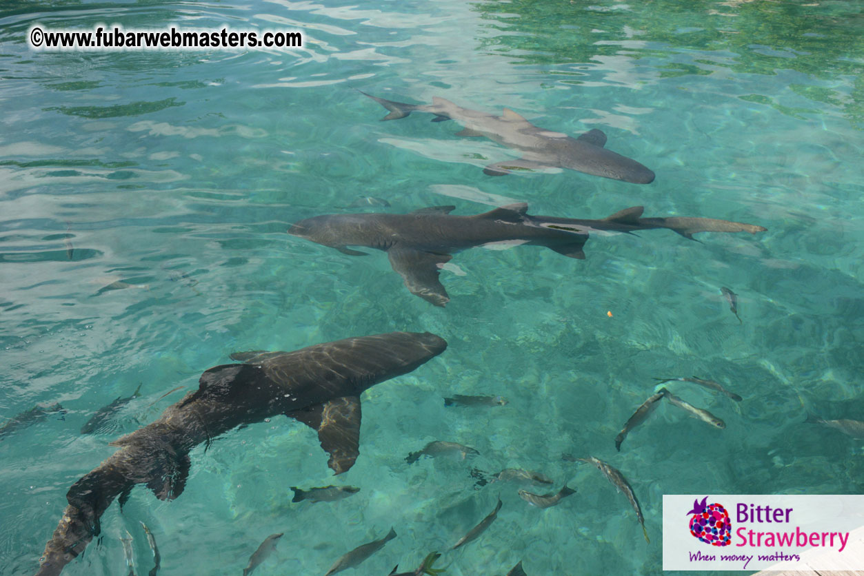 WireCard Dolphin Swim