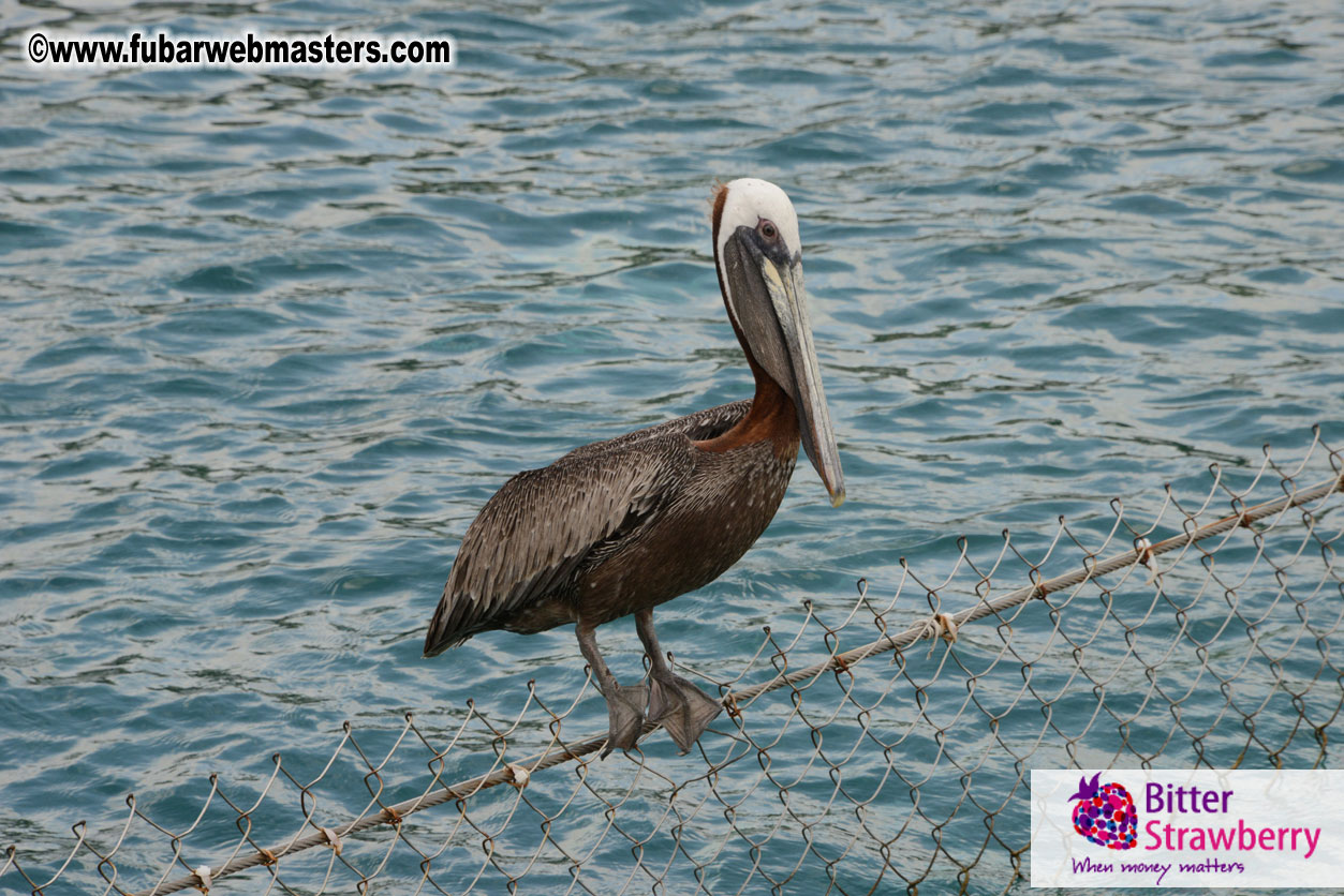 WireCard Dolphin Swim