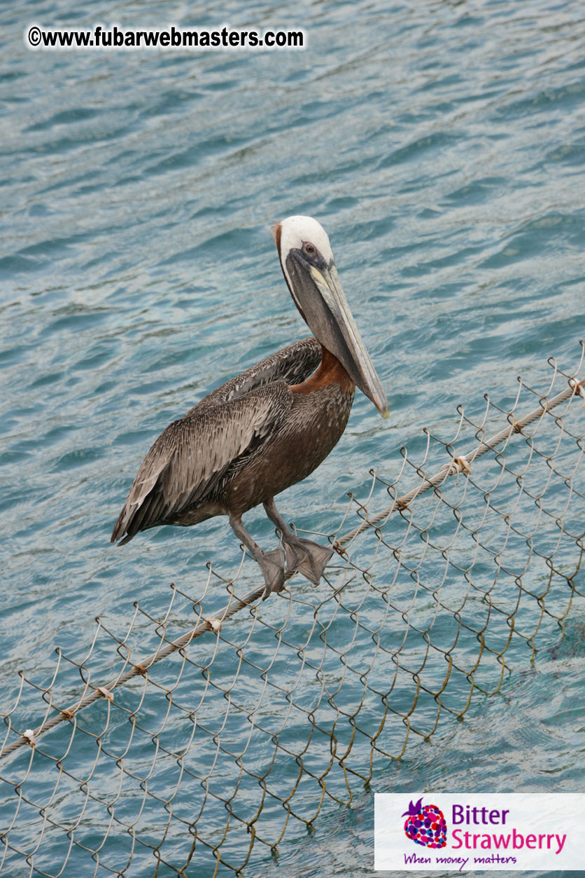 WireCard Dolphin Swim