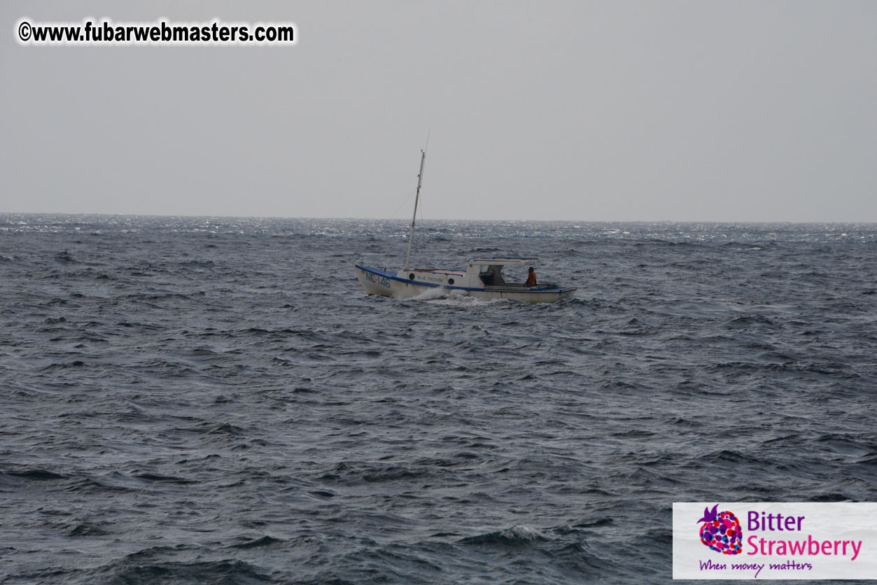 WireCard Dolphin Swim