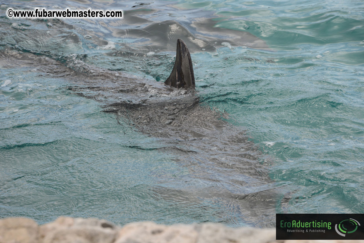 WireCard Dolphin Swim