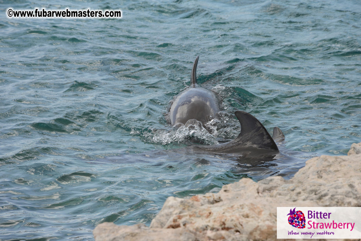 WireCard Dolphin Swim