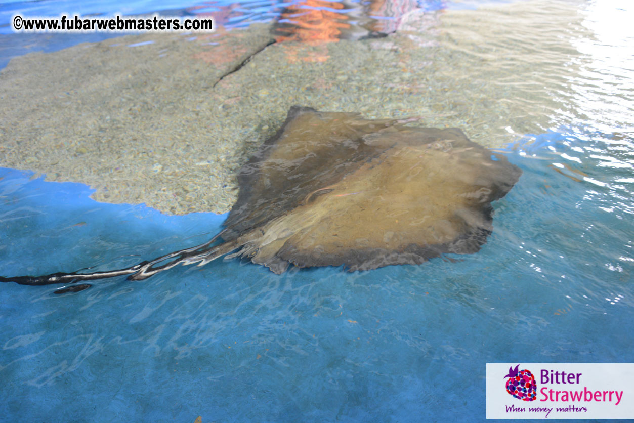 WireCard Dolphin Swim