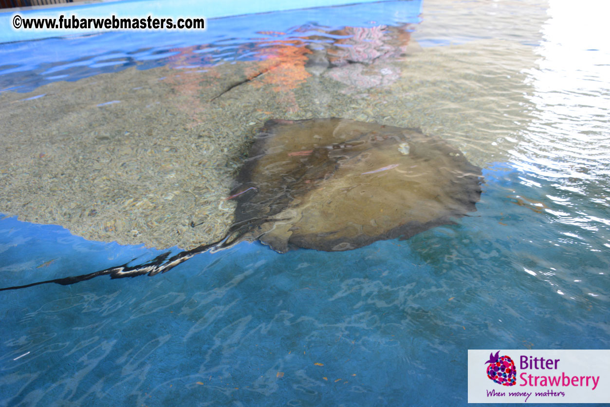 WireCard Dolphin Swim