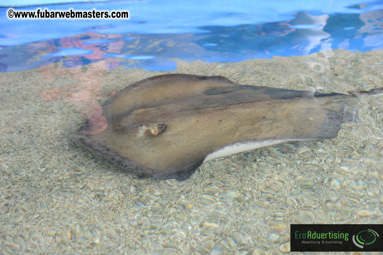 WireCard Dolphin Swim