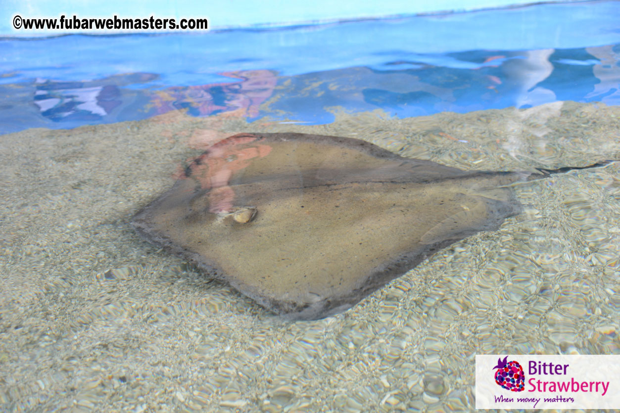 WireCard Dolphin Swim