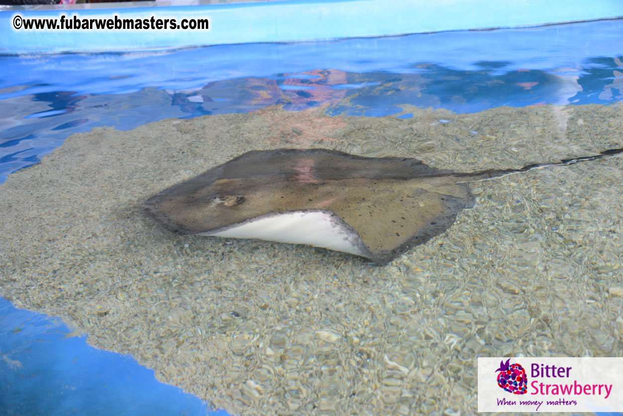 WireCard Dolphin Swim