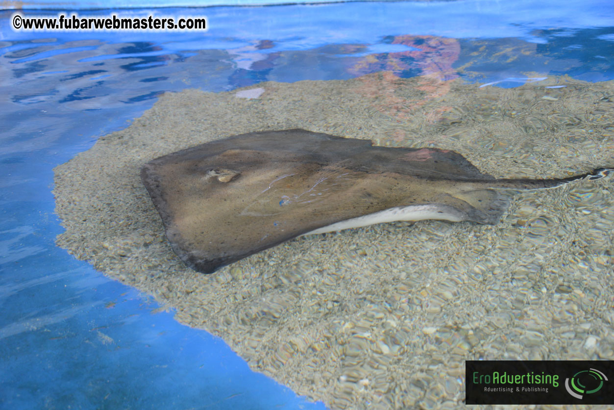 WireCard Dolphin Swim