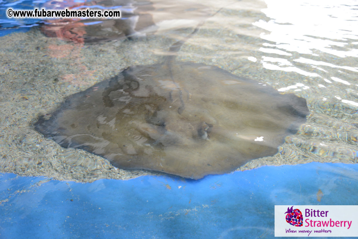 WireCard Dolphin Swim