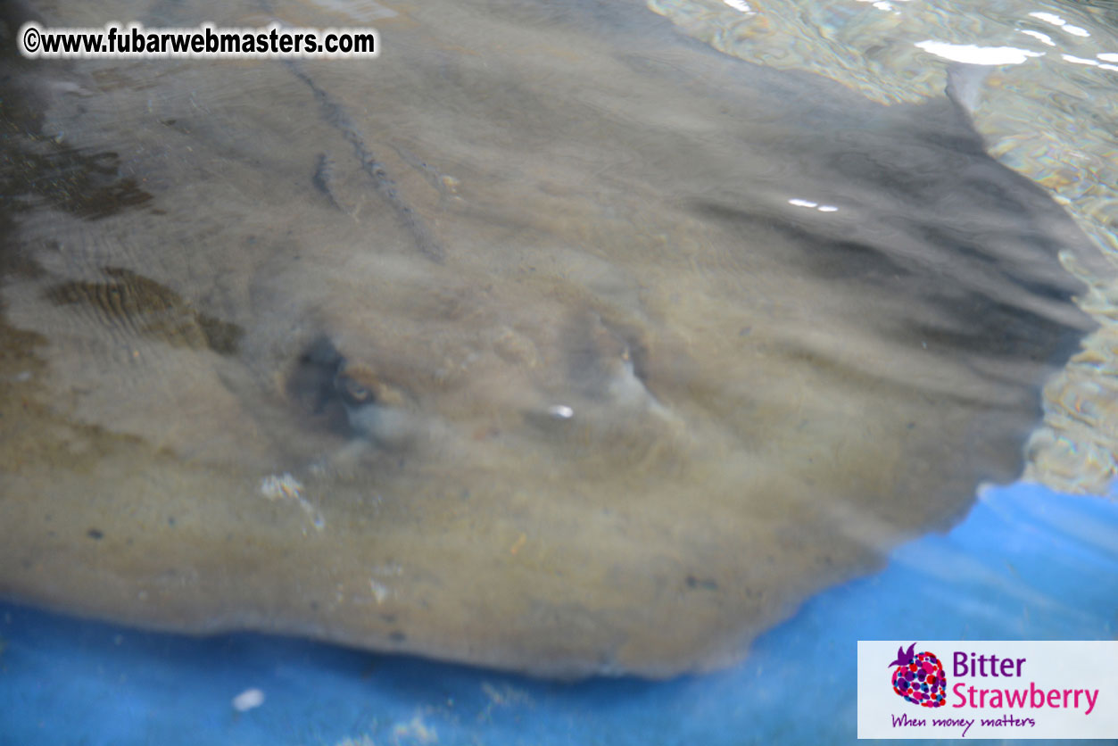 WireCard Dolphin Swim