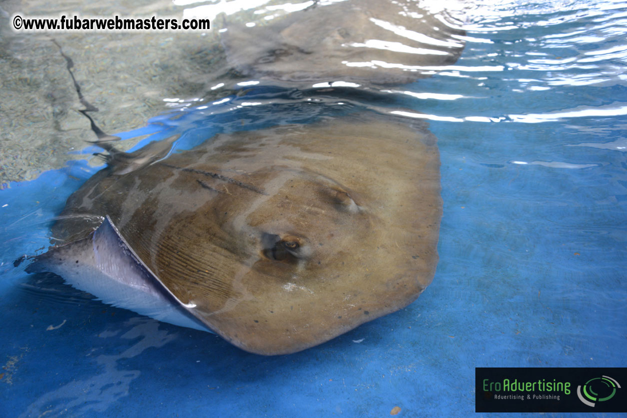 WireCard Dolphin Swim