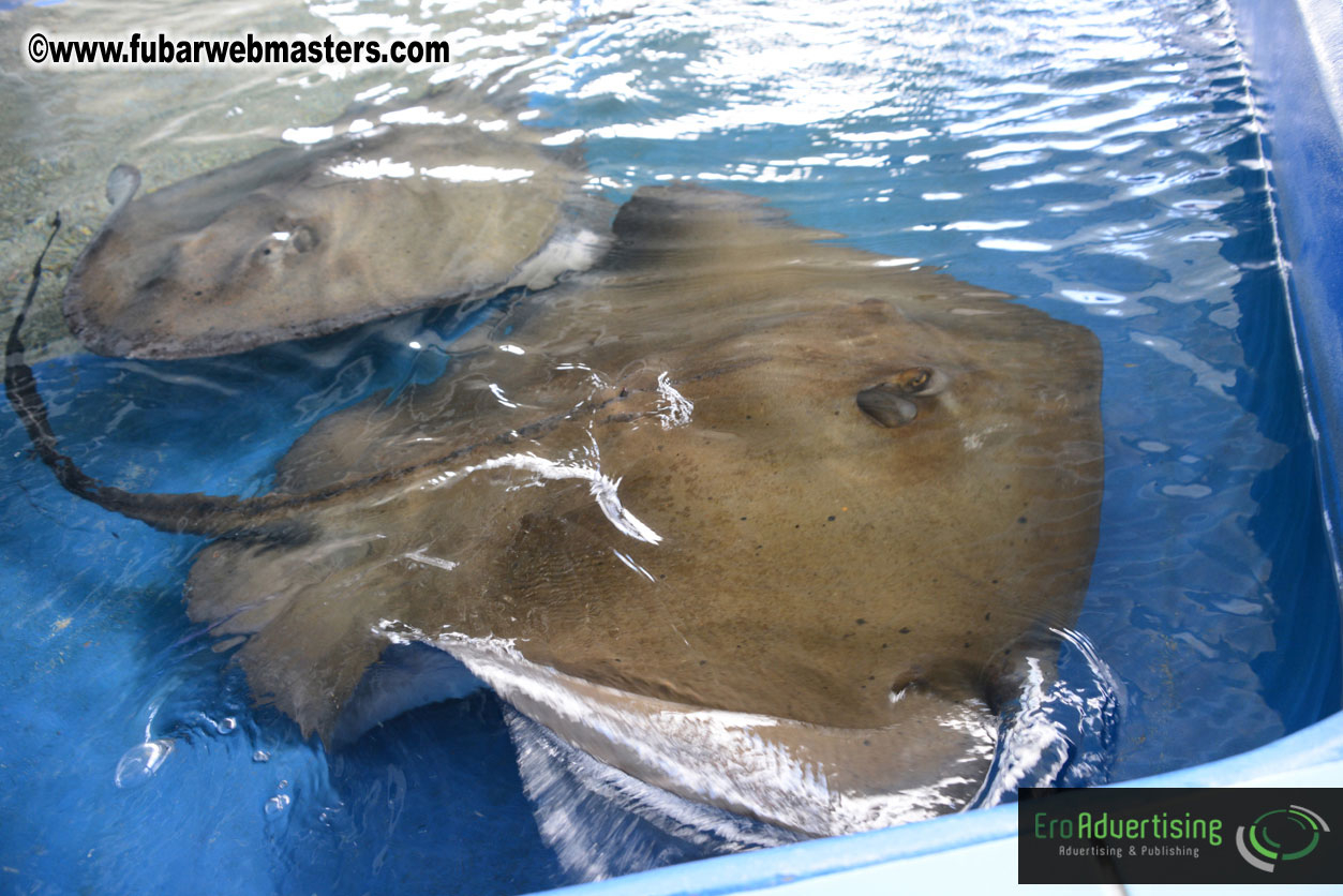 WireCard Dolphin Swim