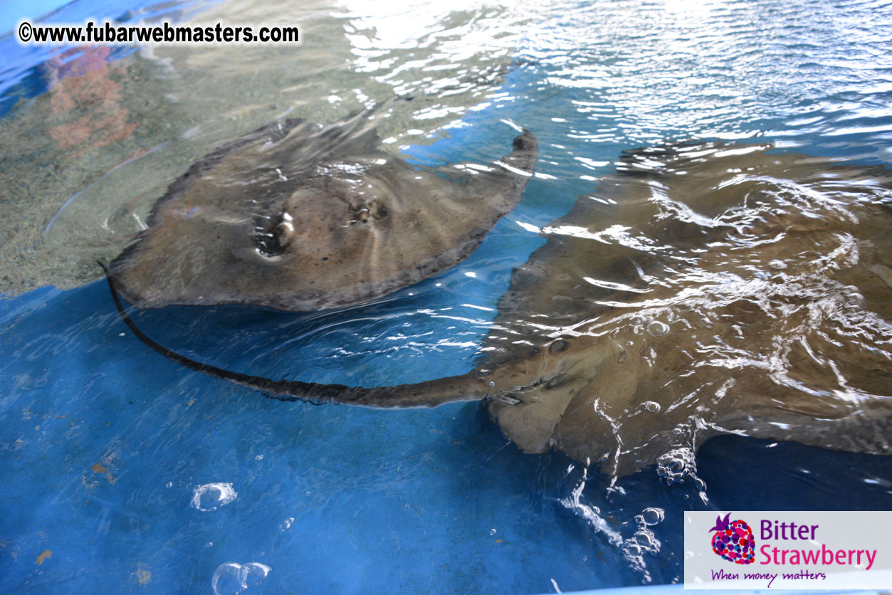 WireCard Dolphin Swim