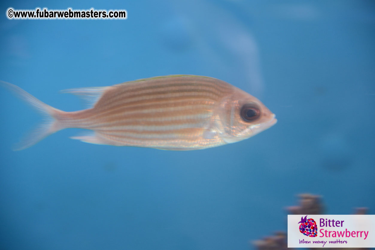 WireCard Dolphin Swim