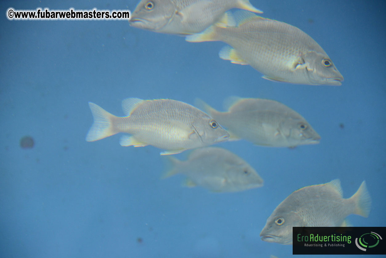 WireCard Dolphin Swim