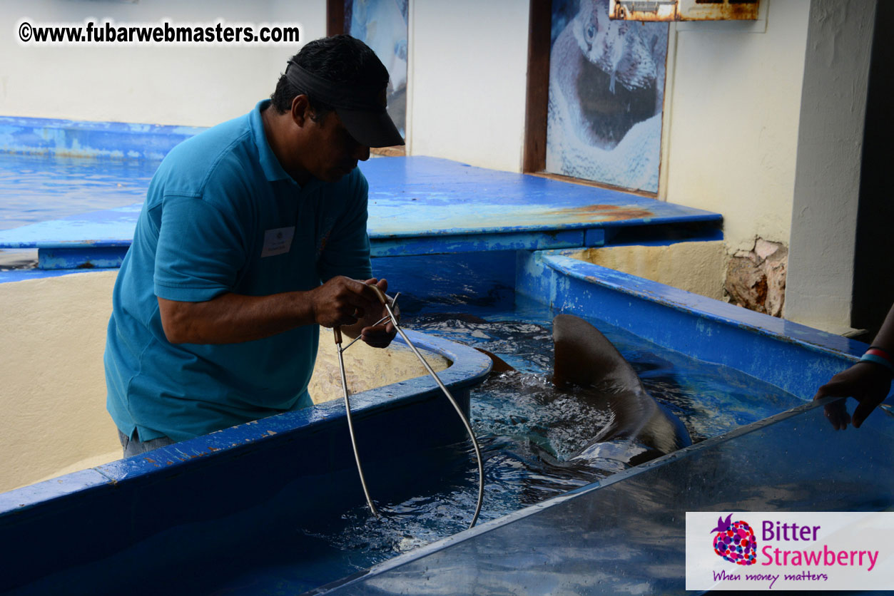 WireCard Dolphin Swim