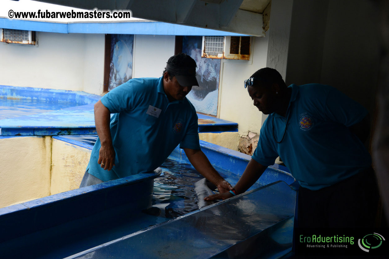 WireCard Dolphin Swim