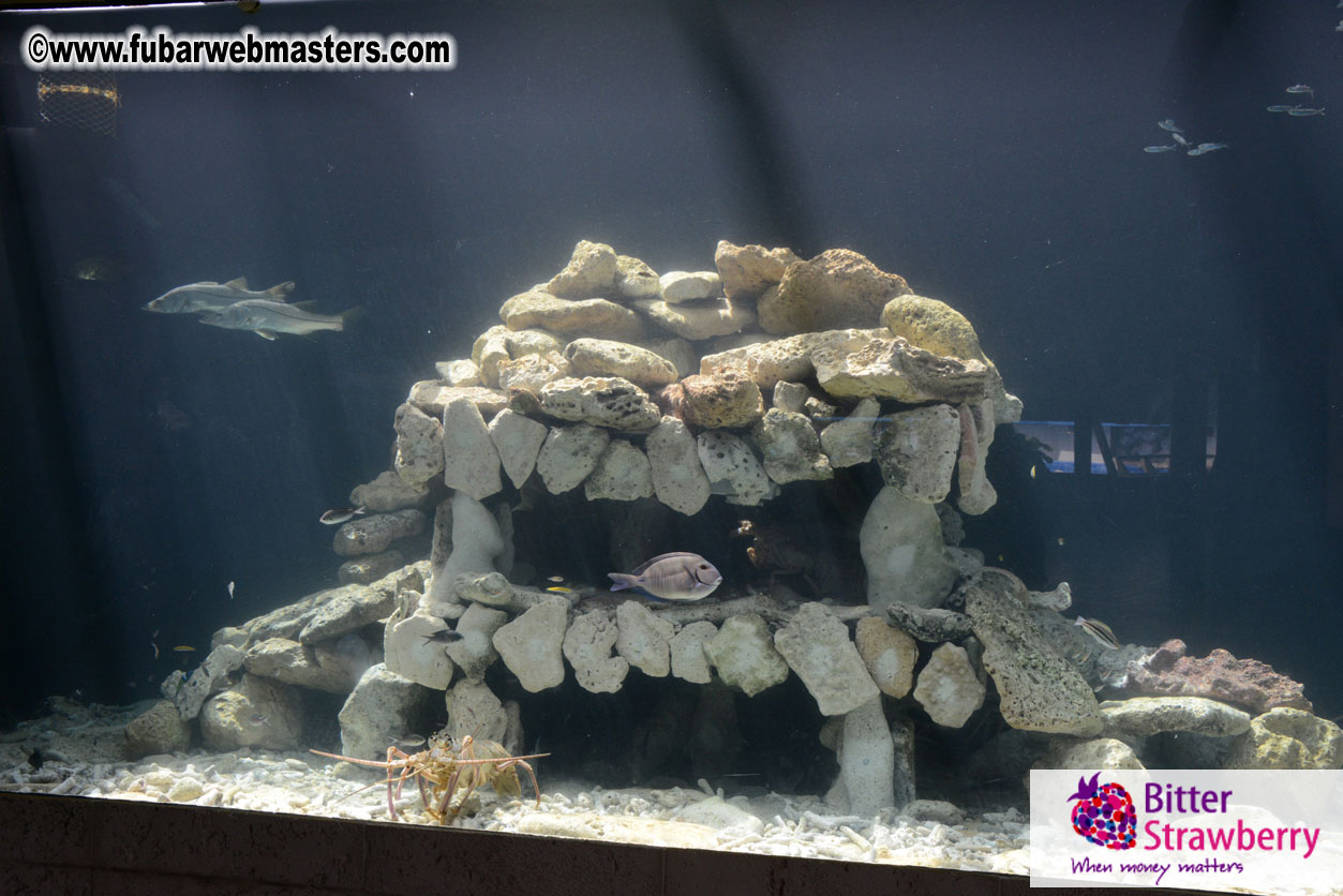 WireCard Dolphin Swim