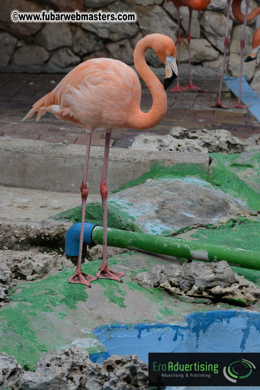 WireCard Dolphin Swim