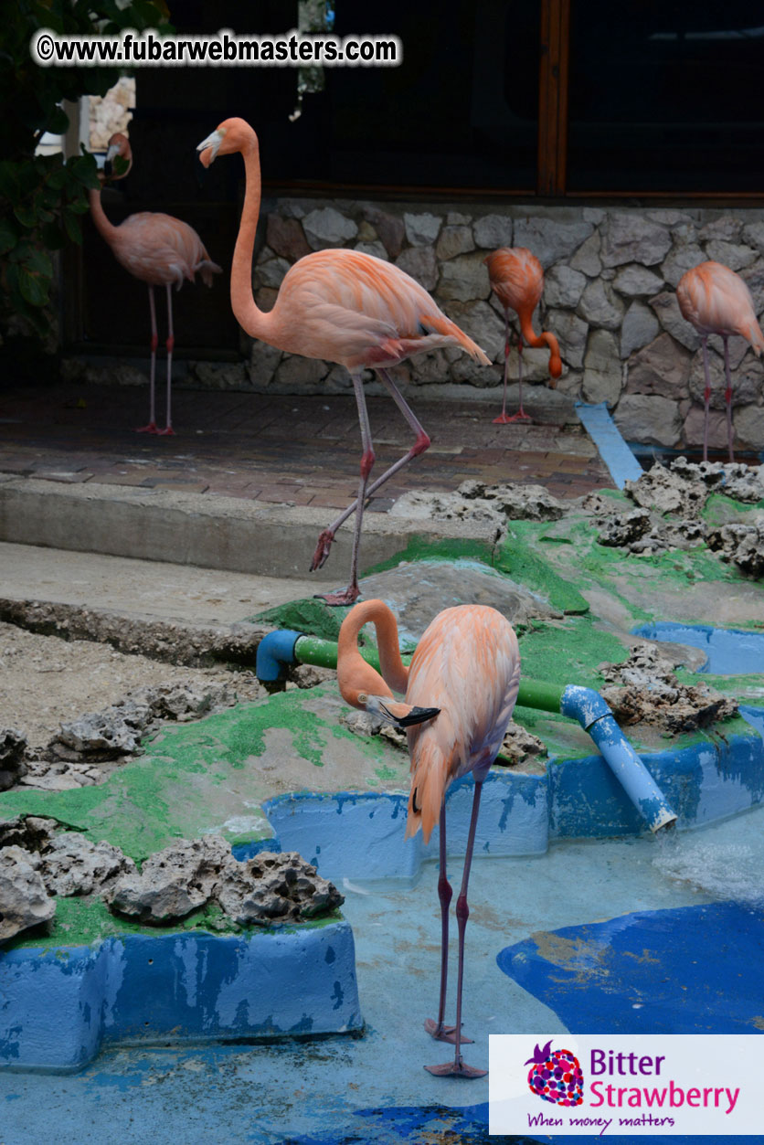 WireCard Dolphin Swim