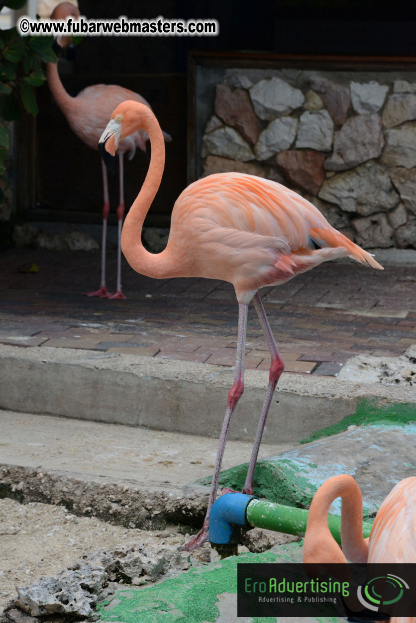 WireCard Dolphin Swim