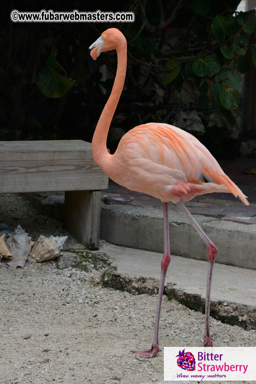 WireCard Dolphin Swim