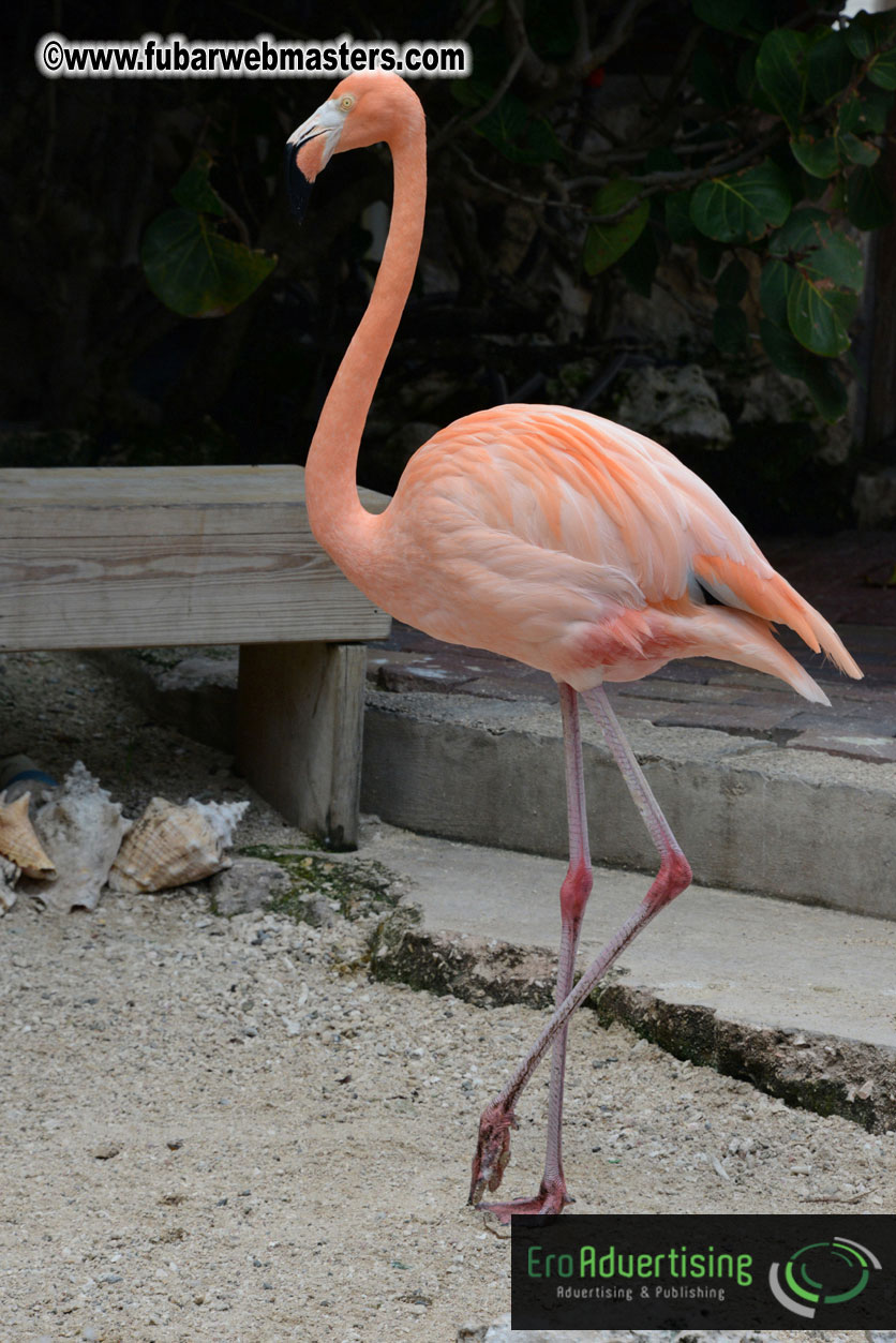 WireCard Dolphin Swim