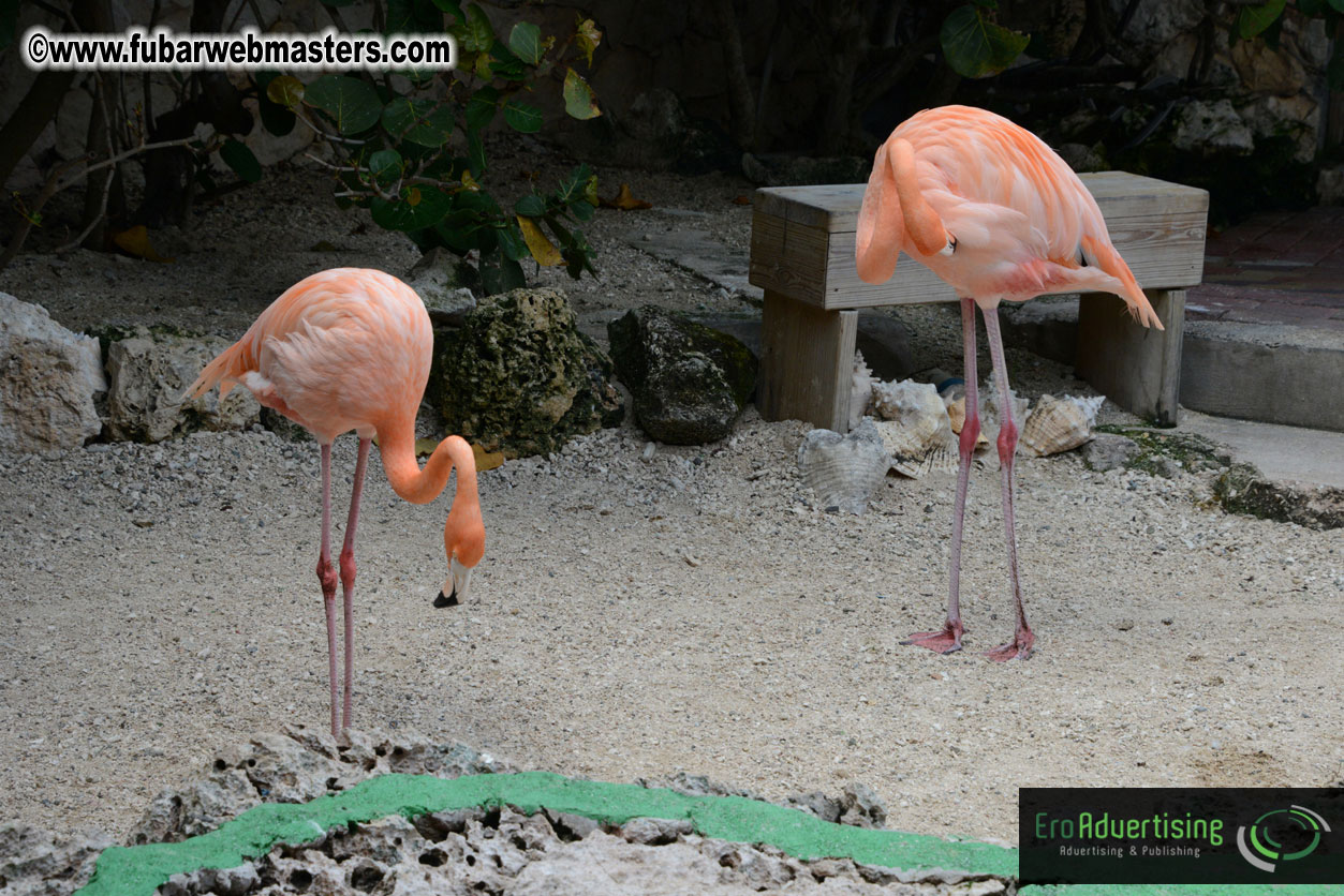 WireCard Dolphin Swim