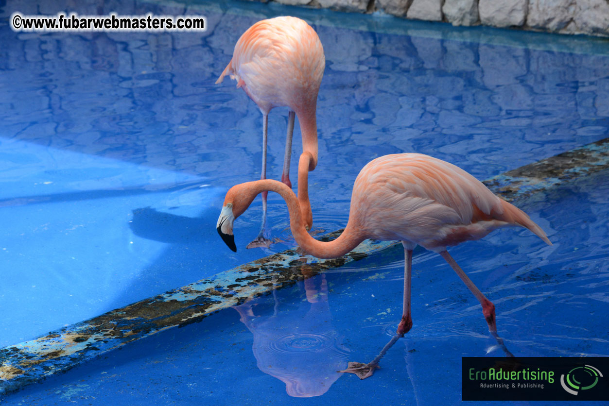 WireCard Dolphin Swim