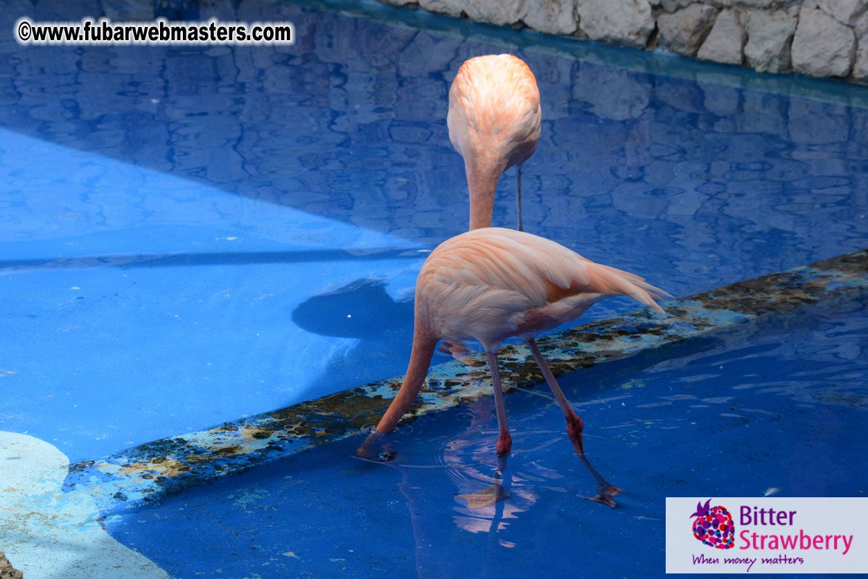 WireCard Dolphin Swim