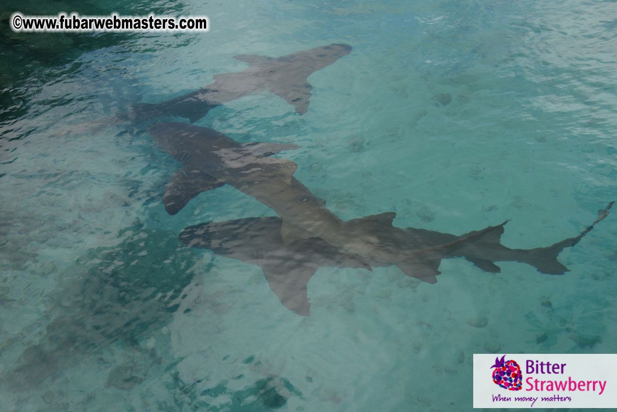 WireCard Dolphin Swim