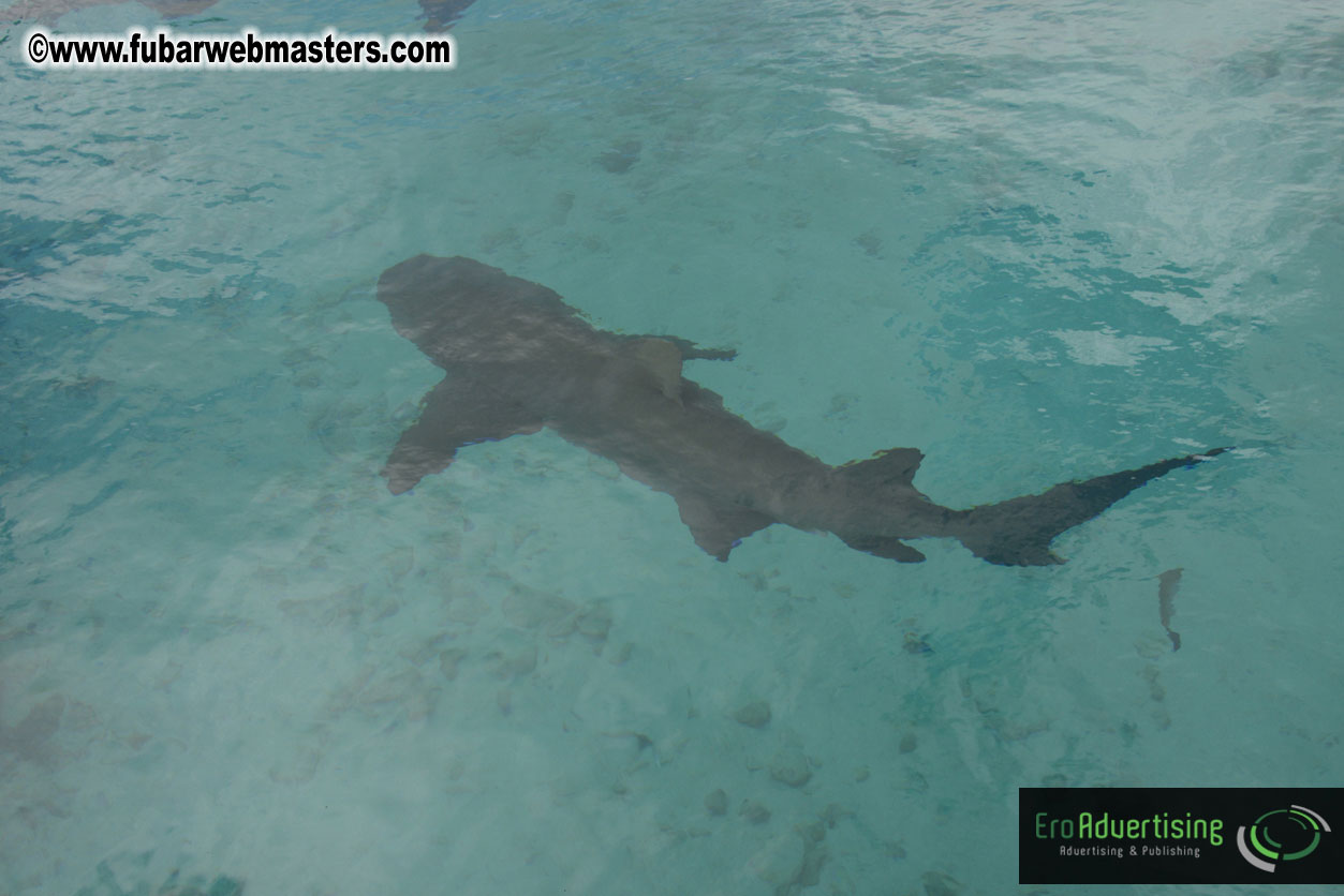 WireCard Dolphin Swim