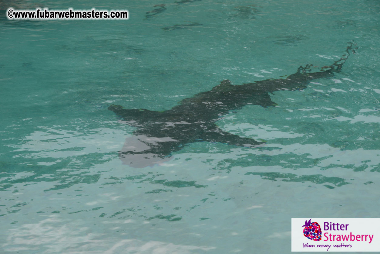 WireCard Dolphin Swim