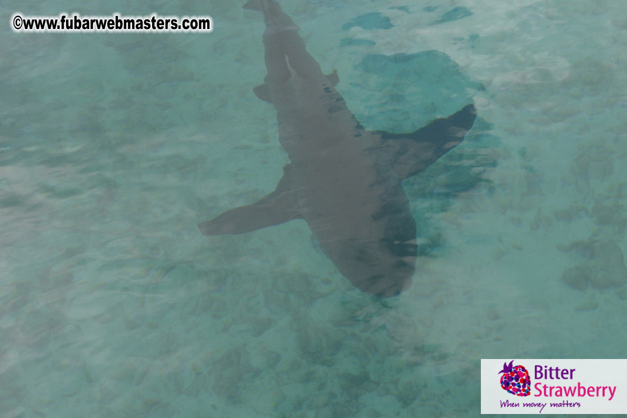 WireCard Dolphin Swim