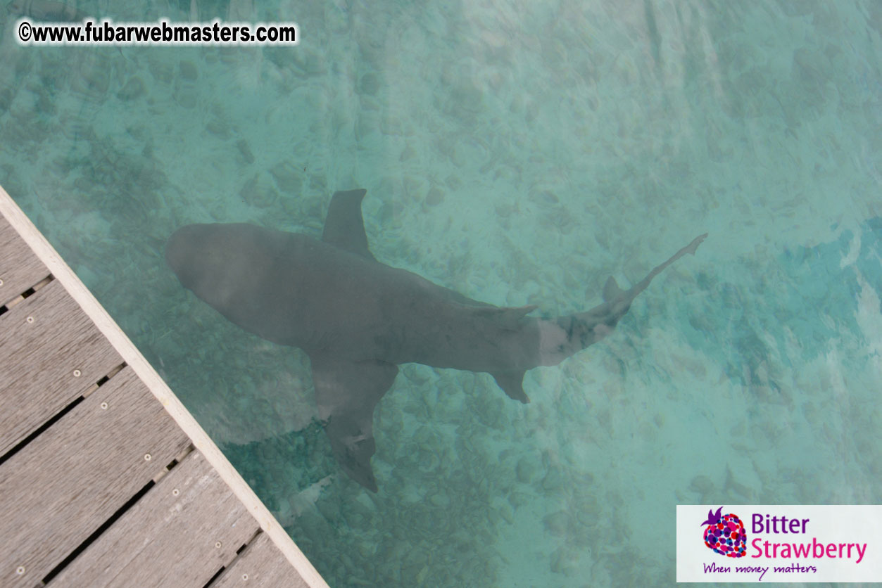 WireCard Dolphin Swim