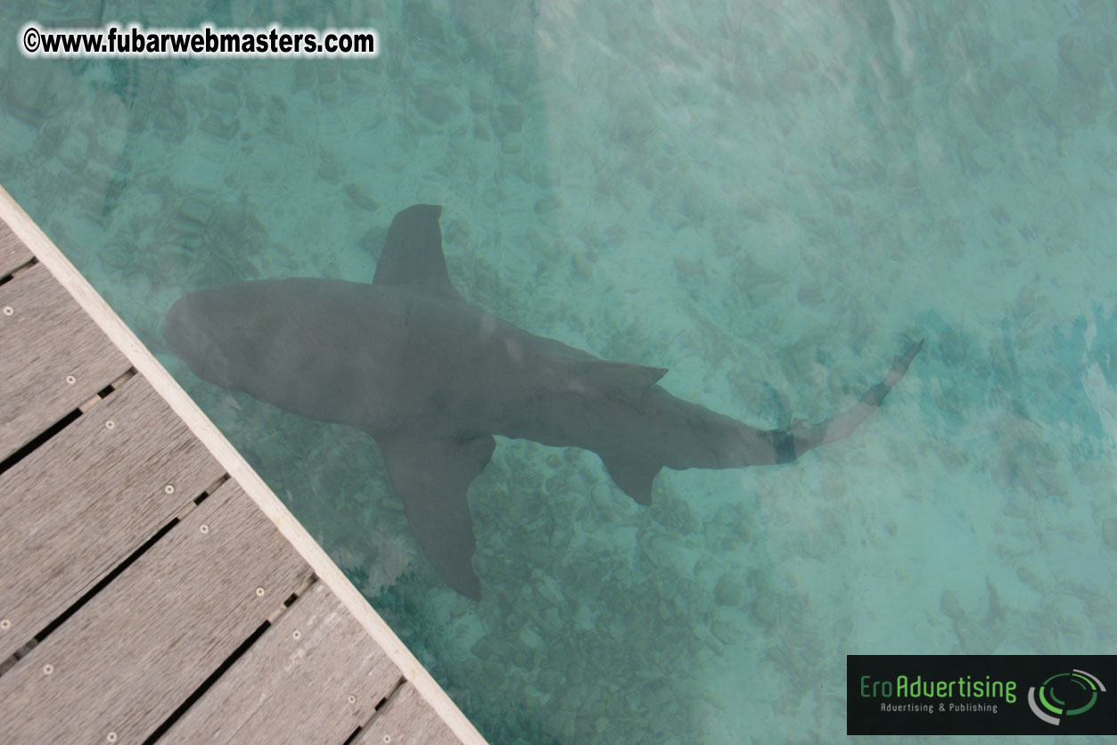 WireCard Dolphin Swim