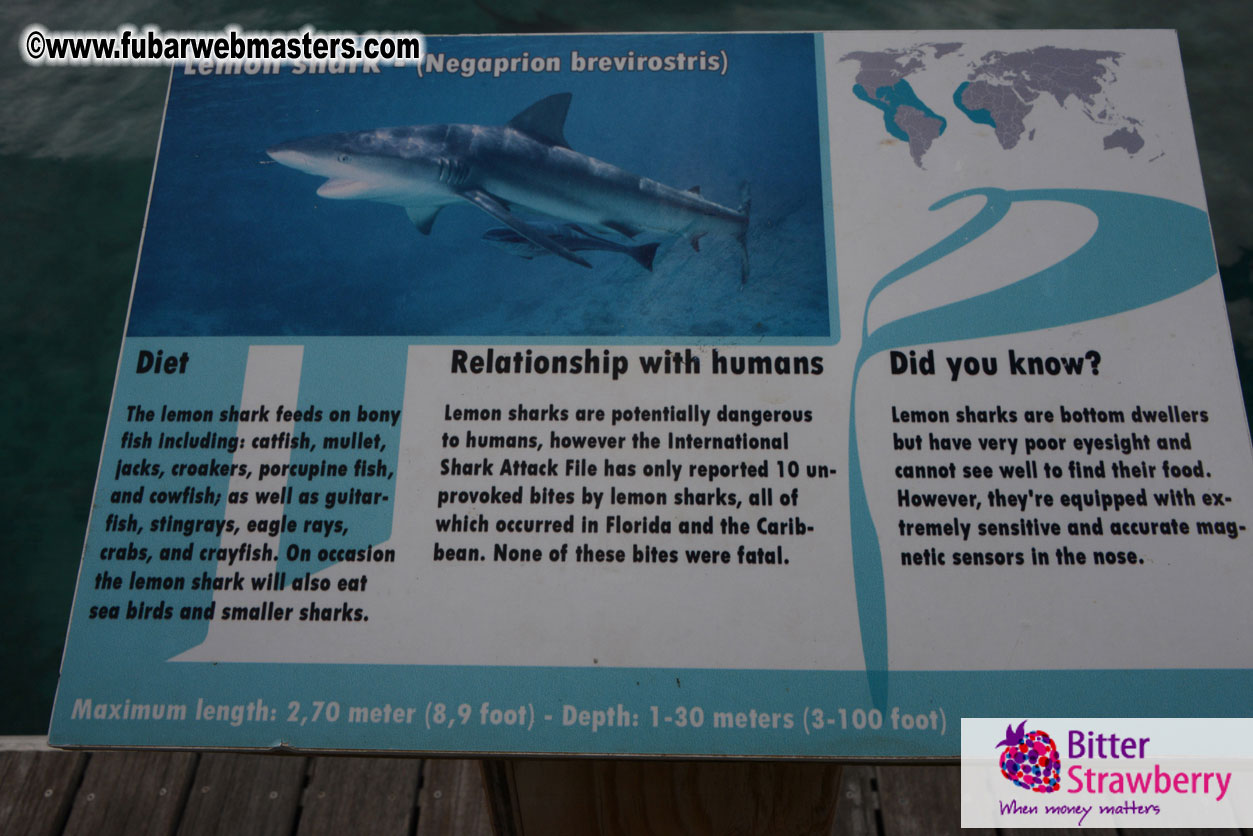 WireCard Dolphin Swim