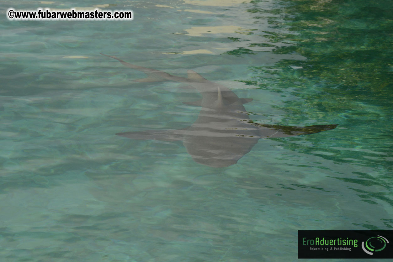 WireCard Dolphin Swim