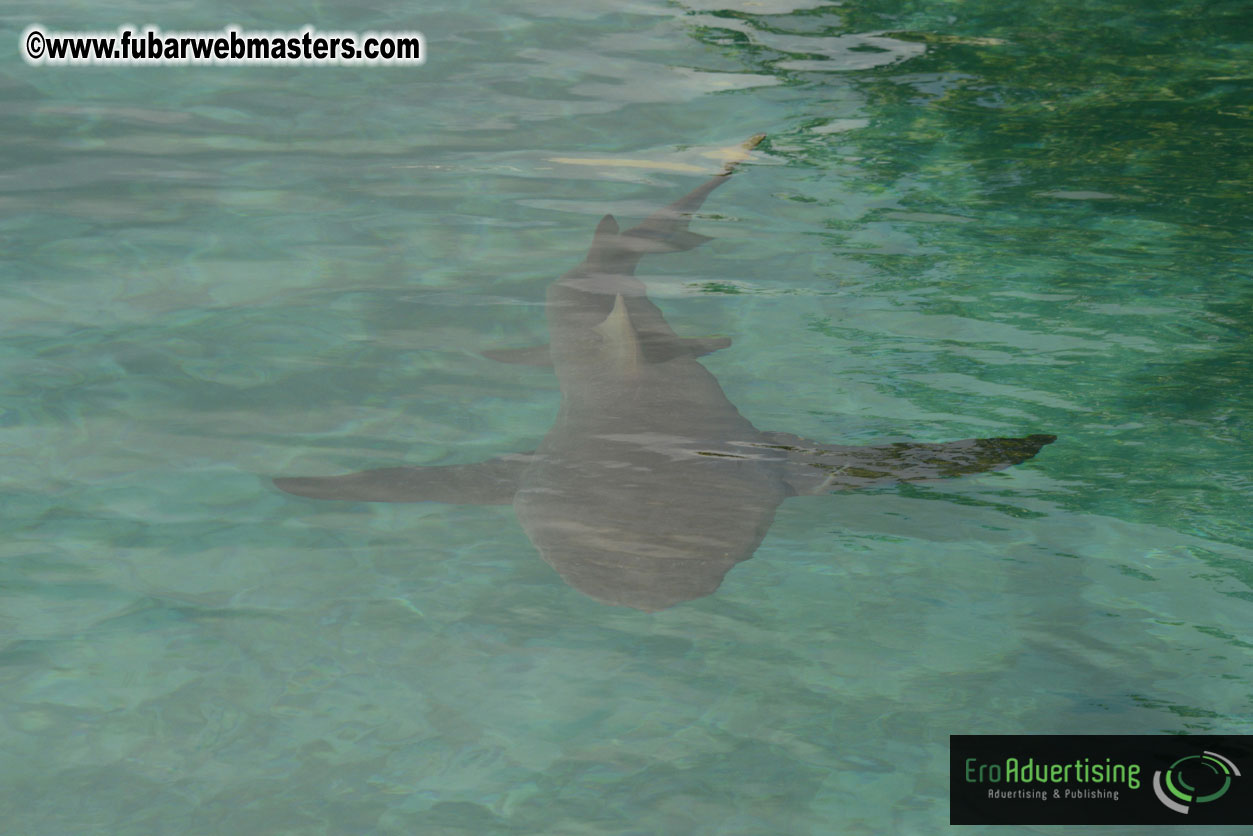 WireCard Dolphin Swim