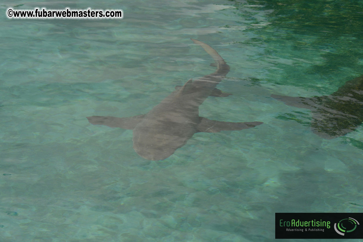 WireCard Dolphin Swim