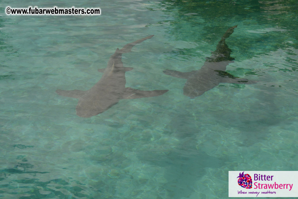 WireCard Dolphin Swim