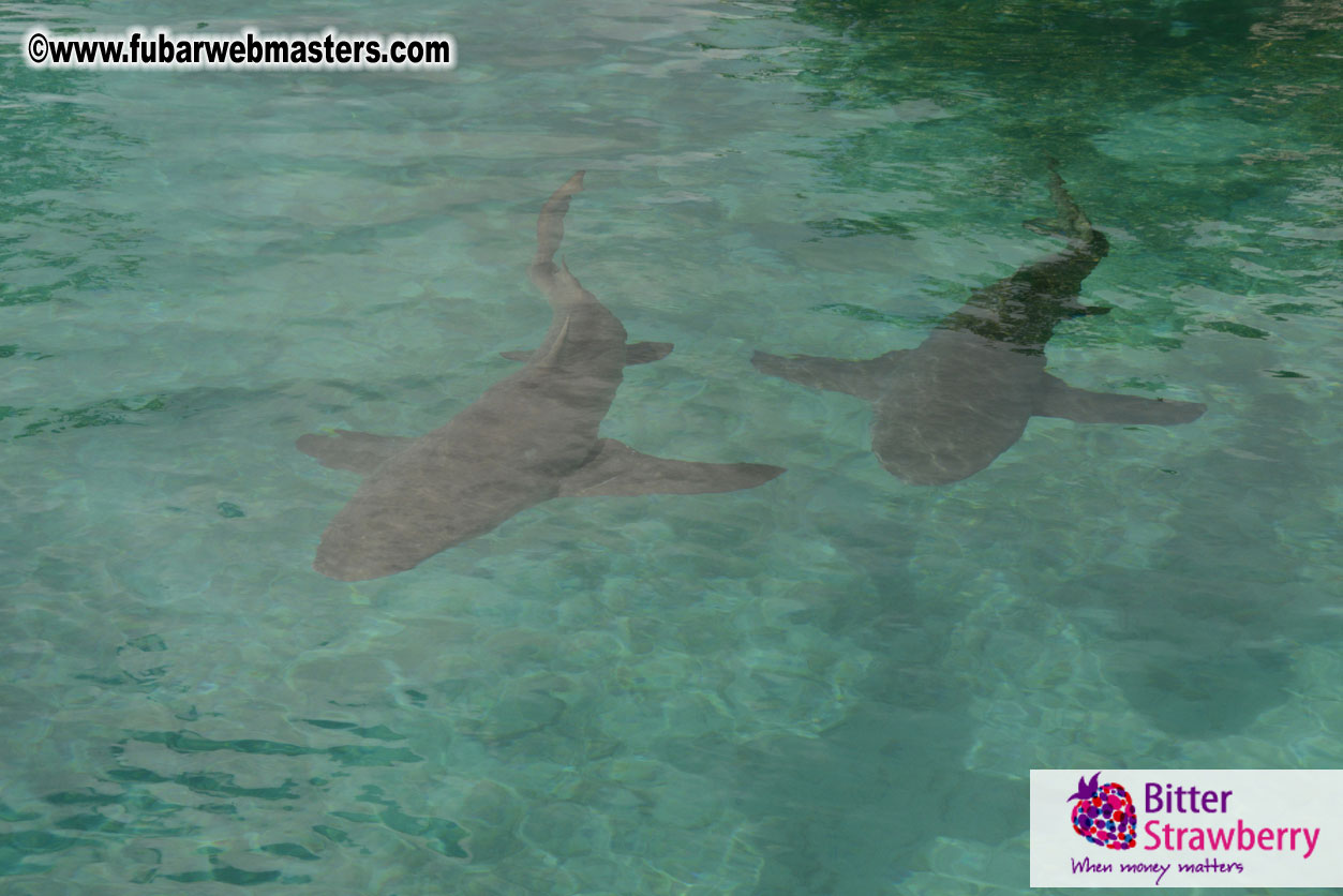 WireCard Dolphin Swim