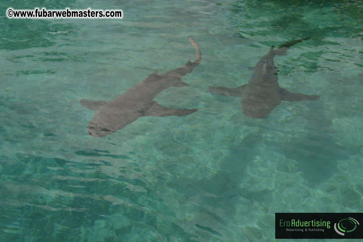 WireCard Dolphin Swim