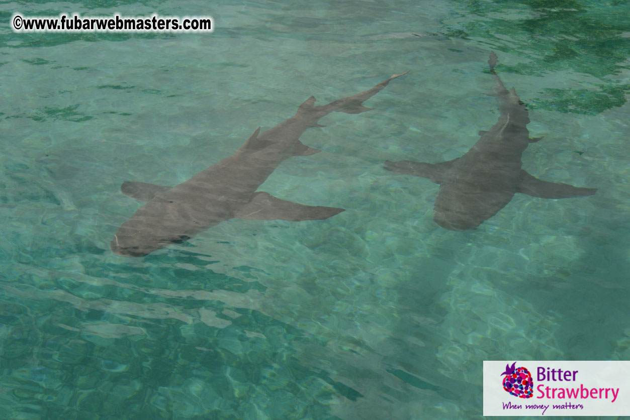 WireCard Dolphin Swim